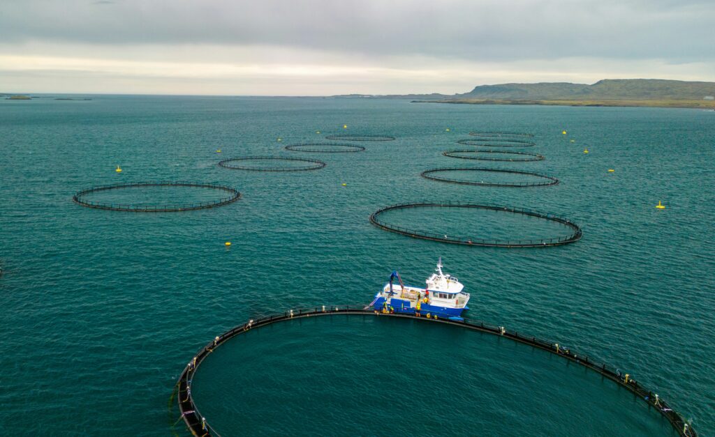 Global Fish Projects