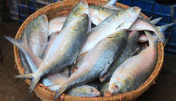 Hilsa-