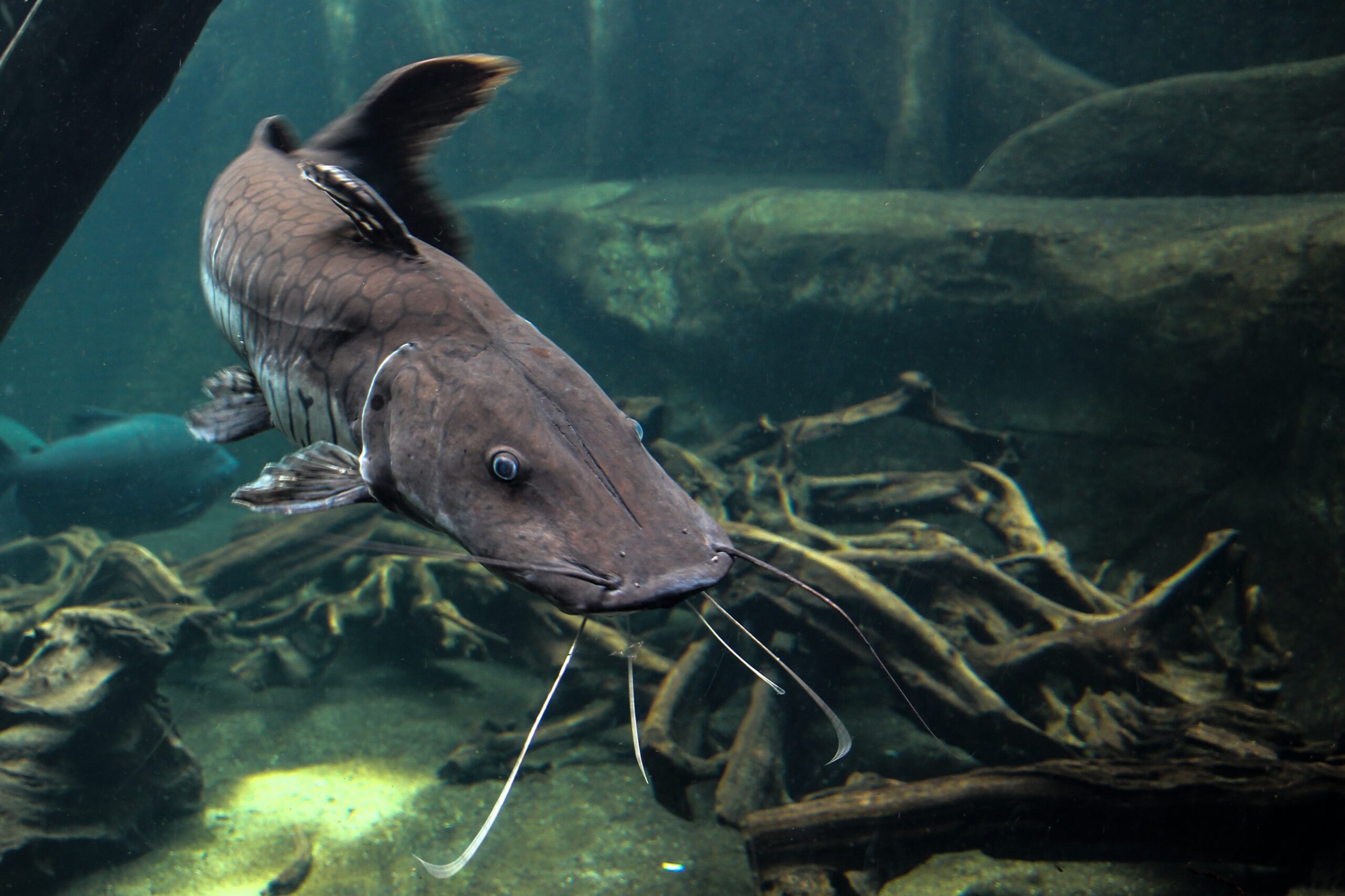 catfish-1