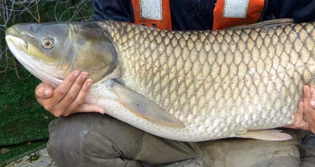 River Fish Species: Diversity Across Regions
