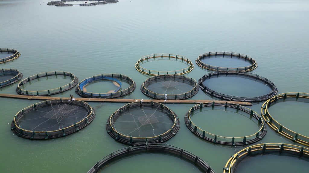 Conservation and Sustainability in Fishery Practices