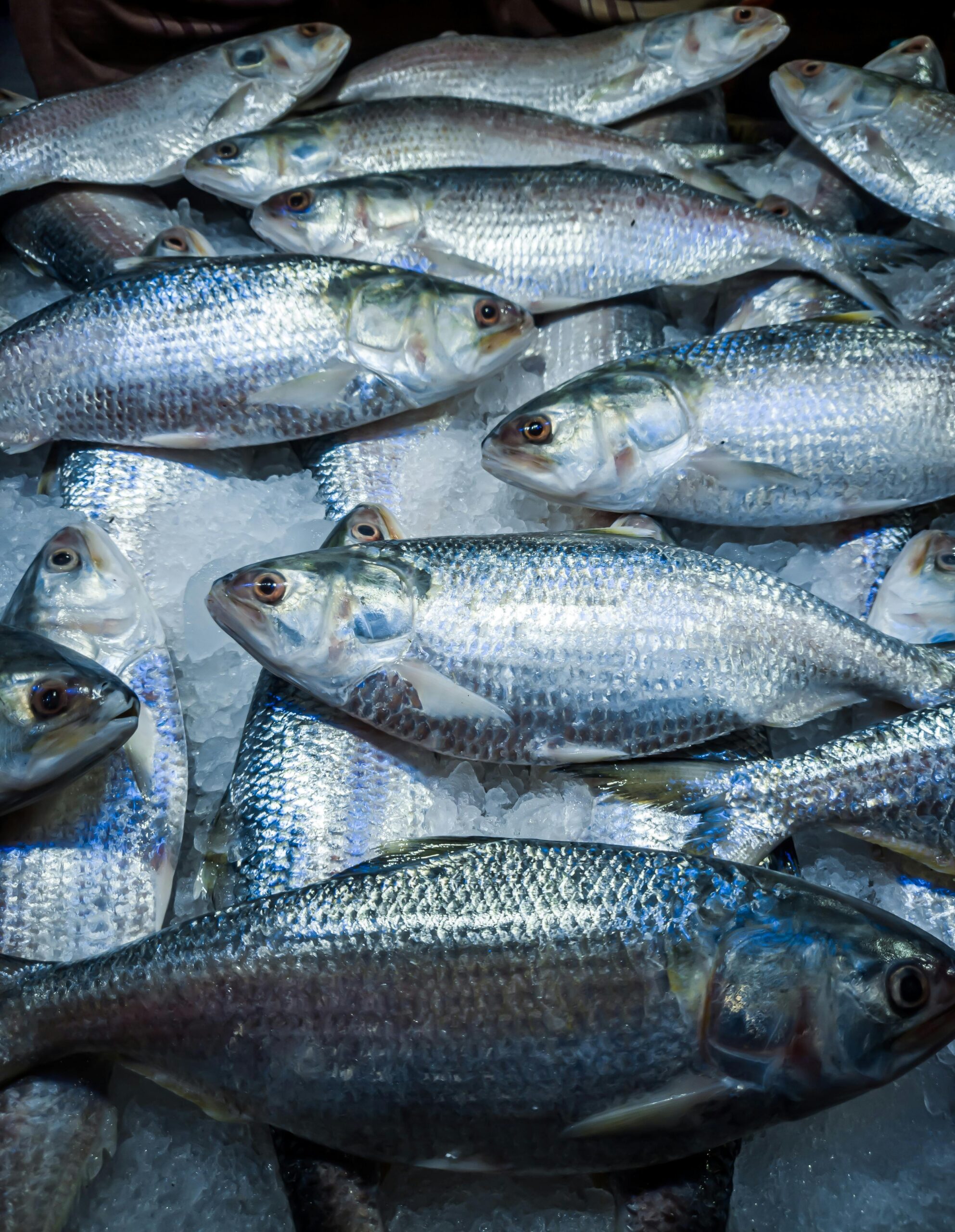 hilsh fish