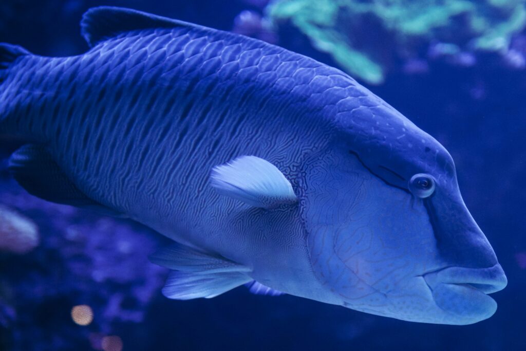 Fish Fun Facts and Trivia