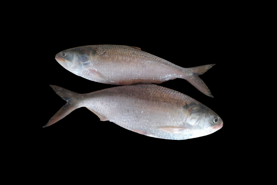 Which River Fish Are Good for Health?