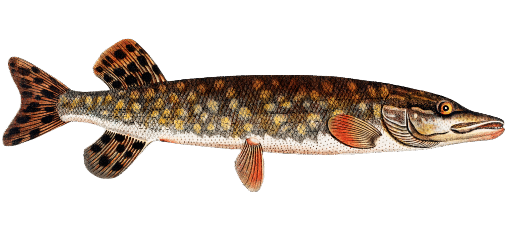 northern-pike